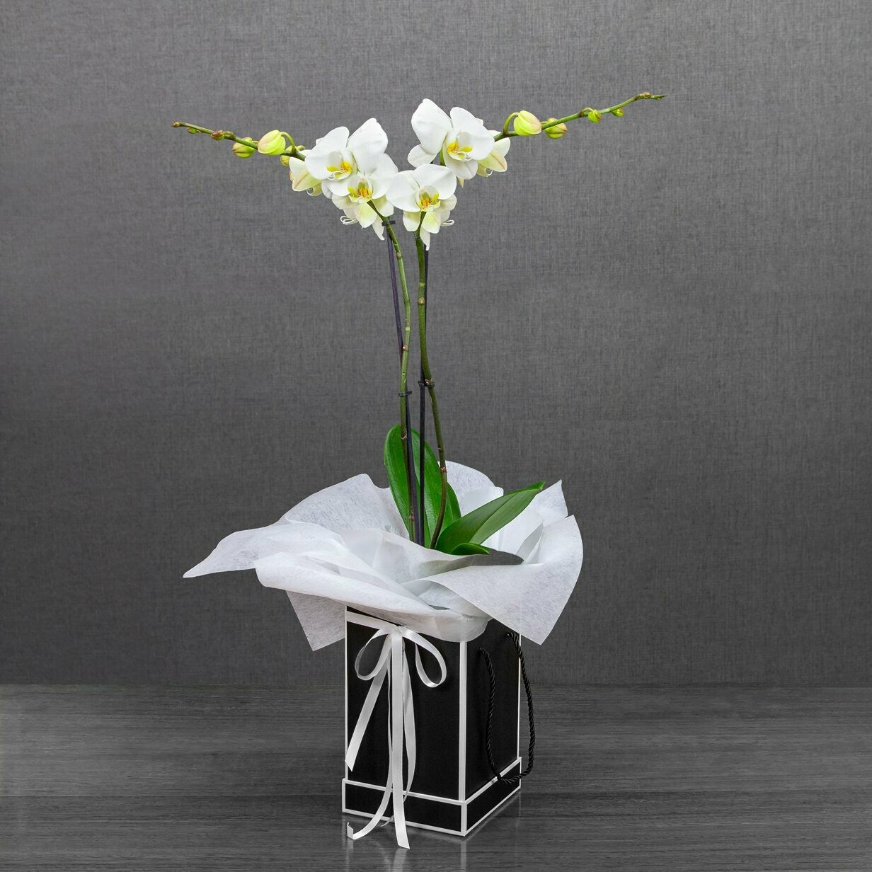 Orchid Plant