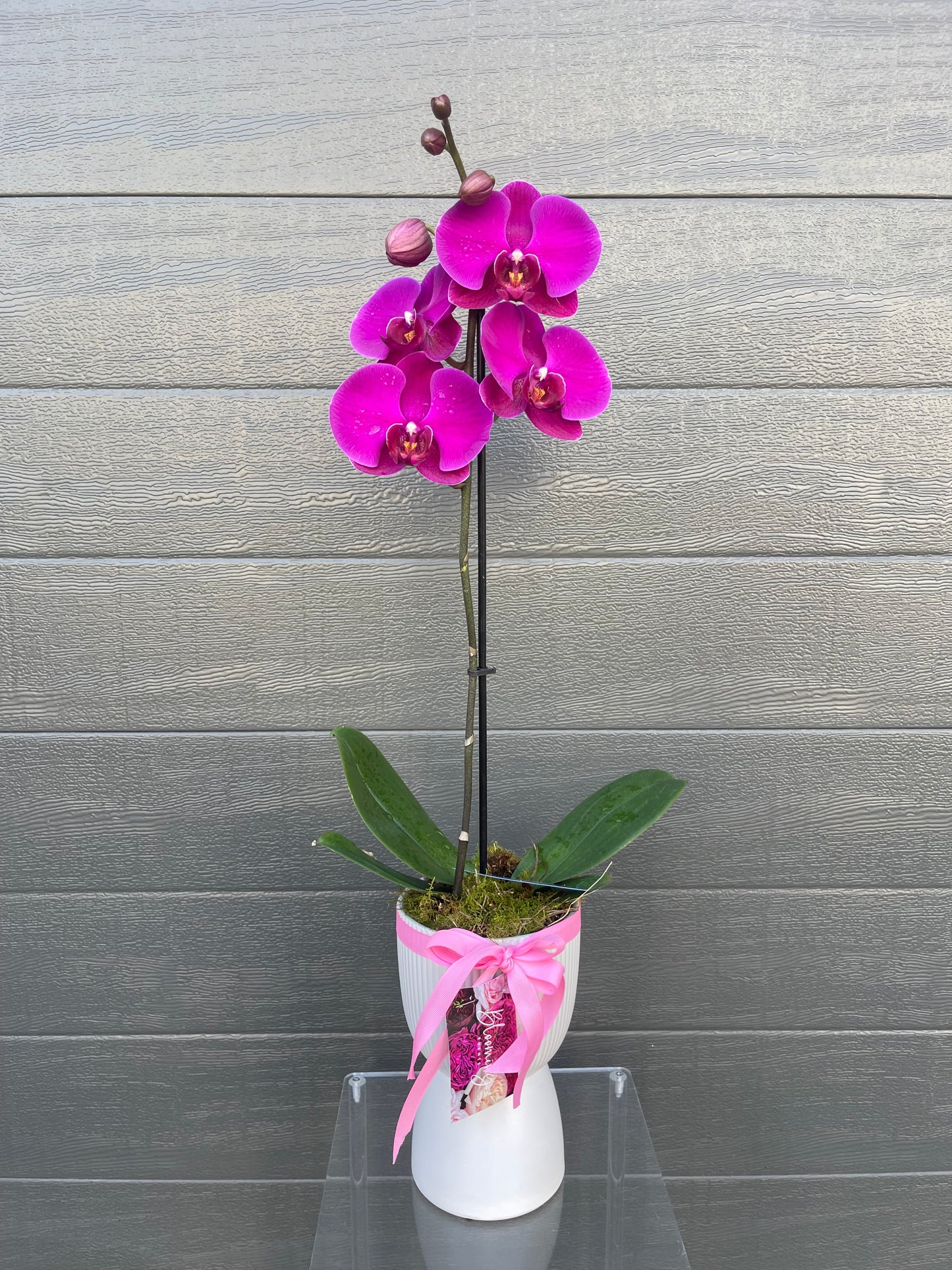 Orchid Plant