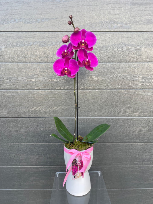 Orchid Plant