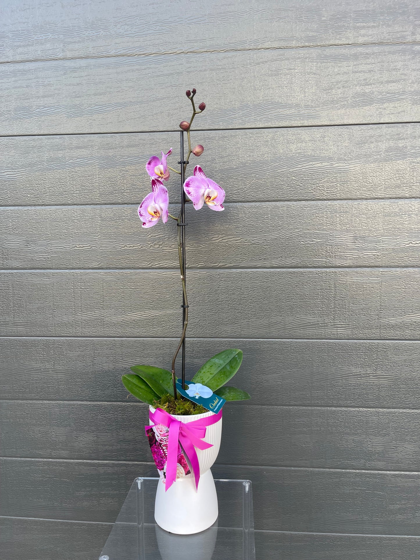 Orchid Plant