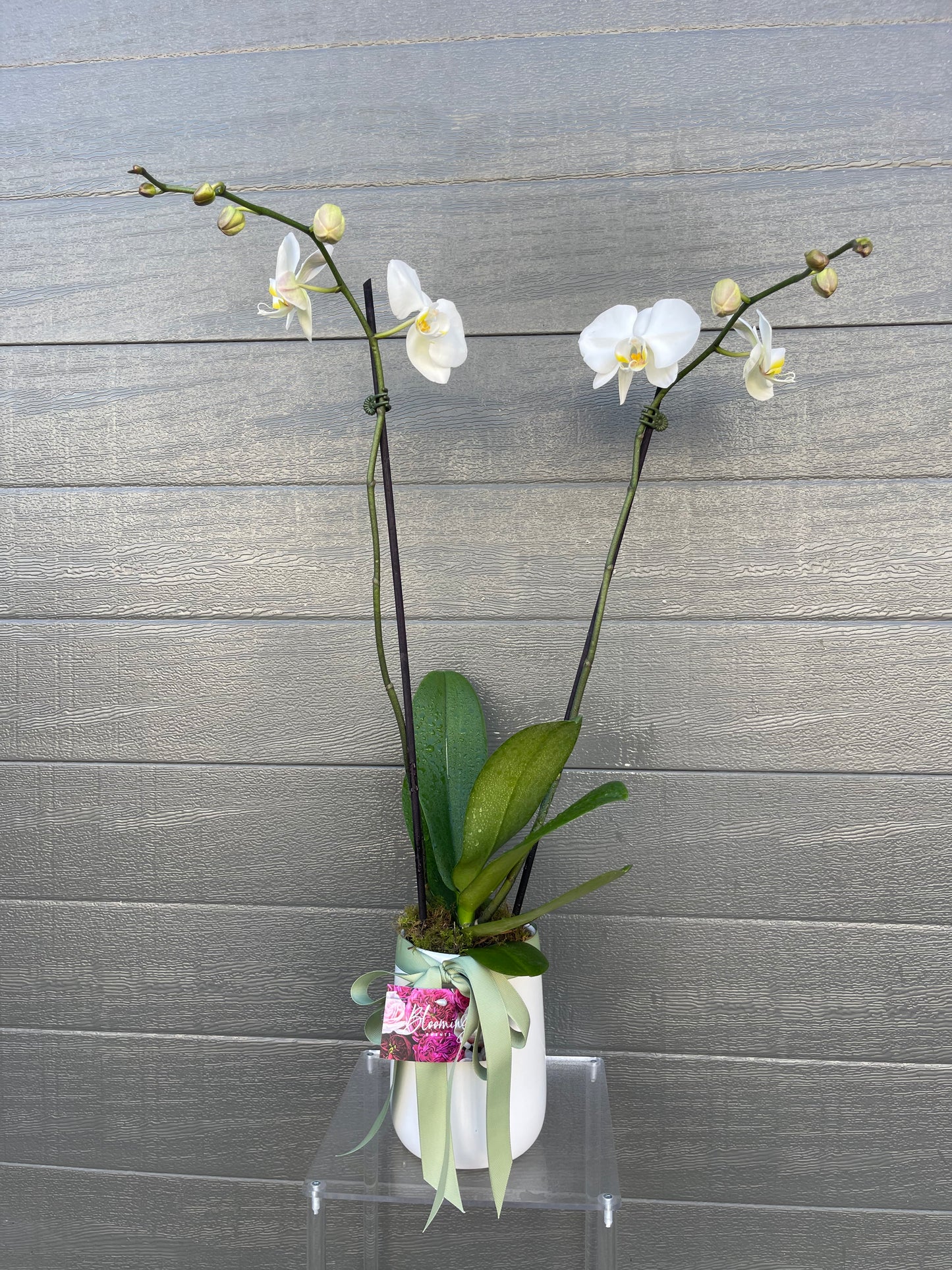 Orchid Plant