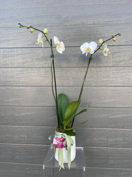 Orchid Plant